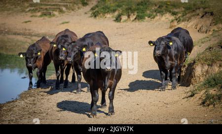 A herd of brown bulls group together and stare towards the viewer while one bull stands alone Stock Photo