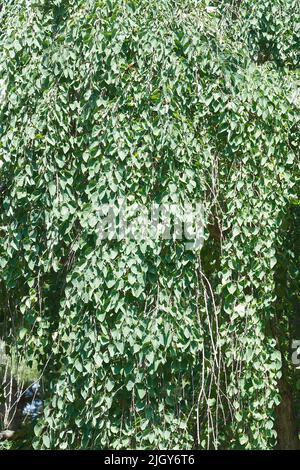 Weeping katsura tree (Cercidiphyllum japonicum 'Pendulum') Stock Photo