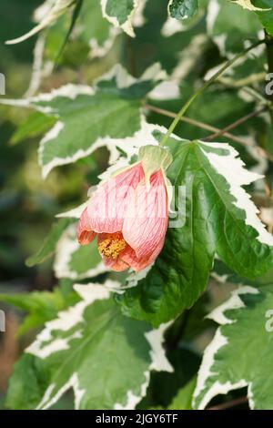 Painted mallow (Abutilon pictum). Called Red vein abutilon, Red vein indian mallow, Redvein flowering maple and Chinese lantern also. Another botanica Stock Photo