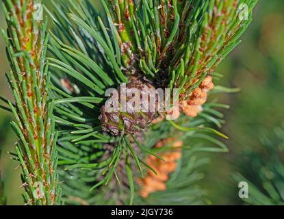 Pine, Pinus, with pine cones Stock Photo