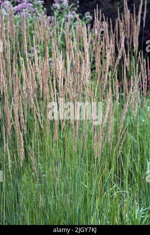 Feather reed grass (Calamagrostis x acutiflora 'Stricta'). One of hybrids between Calamagrostis epigejos and Calamagrostis arundinacea Stock Photo
