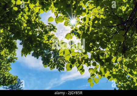 The sun shines through the foliage of linden and oak trees Stock Photo