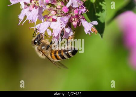 in the garden, Hamburg, Germany