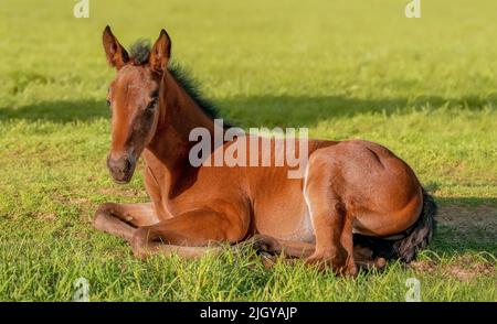 Portrait of a thoroughbred colt. The foal is lying in the green grass. Pasture on a sunny summer day. A thoroughbred sports horse. Outdoor in summer. Stock Photo