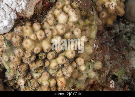 Hard coral, Cyphastrea serailia, Phavidae, Sharm el Sheikh Red Sea, Egypt Stock Photo