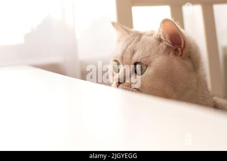 Funny a white British cat peeks out from under a white table Stock Photo