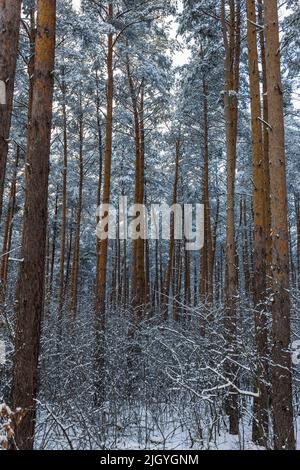 snow covered pine tree trunks in a forest Stock Photo