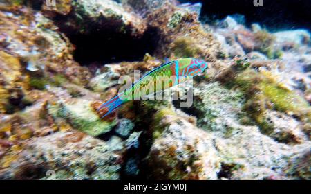 Green male ornate wrasse fish in Mediterranean sea - Thalassoma pavo Stock Photo