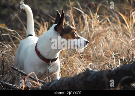 Fit young Jack Russell Terrier dog standing in tall yellow grass outdoors in the forest on a November afternoon. Stock Photo