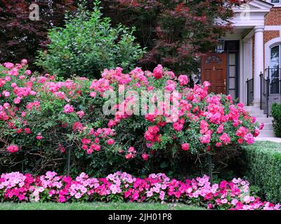 Front garden of house with a hedge of shrub roses as a privacy screen Stock Photo