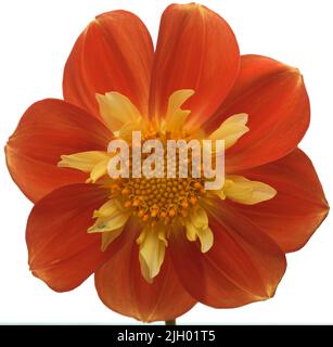 Red Mexican sunflower with a little green insect on a petal. Stock Photo