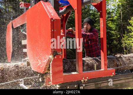 Closeup selective focus view of lumberjack using a portable sawmill in forest clearing, sawing pine tree trunk into smaller logs for easier handling. Stock Photo