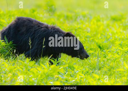 A Shallow focus of a Louisiana black bear in a green field Stock Photo