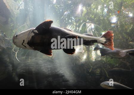A redtail catfish (Phractocephalus hemioliopterus) swimming underwater with sunrays Stock Photo