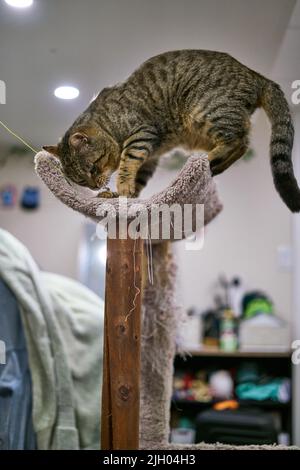 A cute gray tabby cat sitting with his tail curled around Stock Photo ...