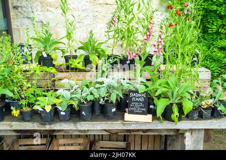 Plants for sale, Oxford botanic garden, Oxford, UK 2022 Stock Photo