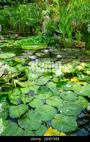 Greenhouse pond, Oxford Botanic Garden, Oxford, UK 2022 Stock Photo