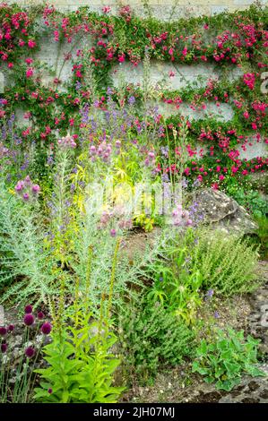 Plants growing against a wall, Oxford Botanic Garden, UK 2022 Stock Photo
