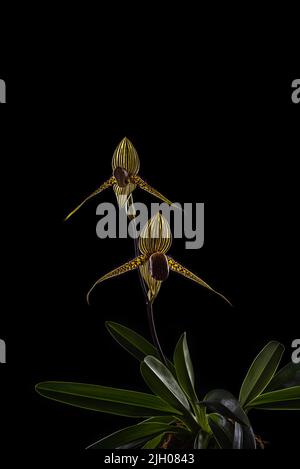 Blooming Paphiopedilum rothschildianum orchid specie on black background with copy space. This endangered terrestial and lithophyte orchid is endemic Stock Photo