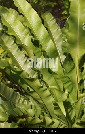 Bird's nest fern (Asplenium nidus) Stock Photo