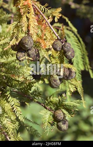Bald cypress (Taxodium distichum) trees with cones Stock Photo