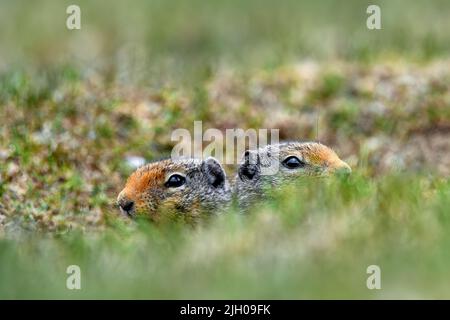 At the first ray of spring sunlight, a Columbian ground squirrel (Urocitellus columbianus) looking out of the entrance of its burrow after a long wint Stock Photo