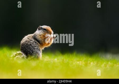 At the first ray of spring sunlight, a Columbian ground squirrel (Urocitellus columbianus) in E. C. Manning park, British Columbia Stock Photo