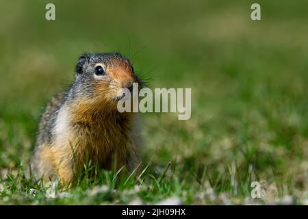 At the first ray of spring sunlight, a Columbian ground squirrel (Urocitellus columbianus) looking out of the entrance of its burrow after a long wint Stock Photo