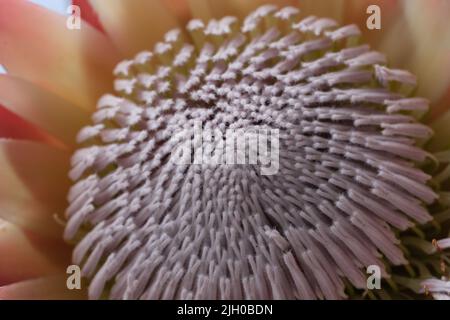 Macro of flower head of Protea cynaroides (king protea) flower Stock Photo