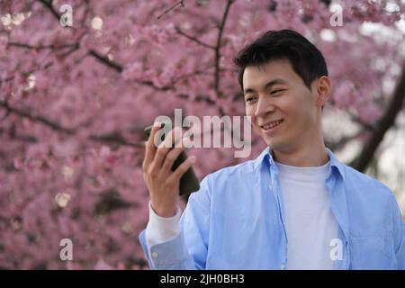 happy handsome Asian young man look at phone, with beautiful pink sakura flower tree in spring Stock Photo