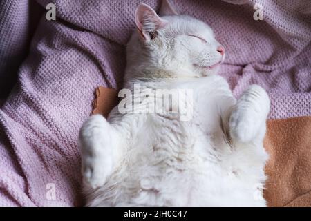 top view of one funny white pet cat sleep on blanket Stock Photo