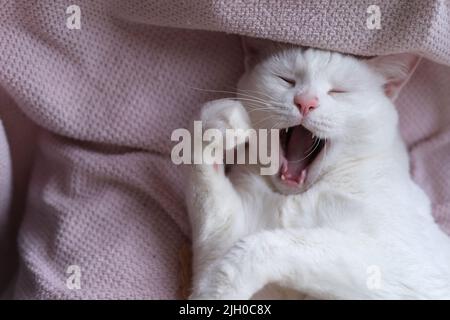 funny tired white cat open mouth yawning Stock Photo