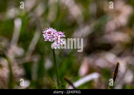 Valeriana dioica in meadow, close up Stock Photo