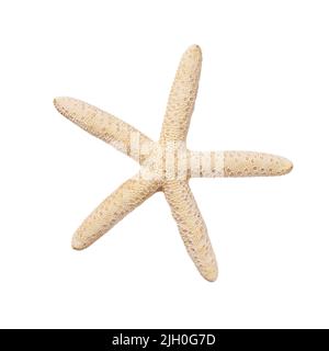 Caribbean beige starfish. Dried sea starfish isolated on white background top view. Stock Photo