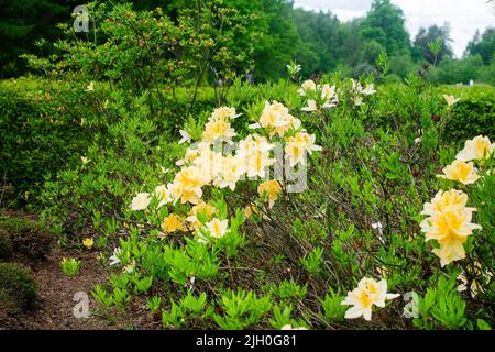 Bright yellow rhododendron luteum or honeysuckle azalea. Blooming Japanese garden. Stock Photo