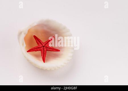 Seashell with red starfish on white background. Seashell for you design. Stock Photo