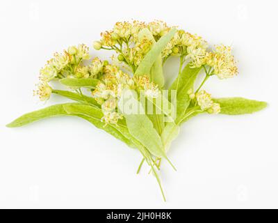 Linden flowers with leaves isolated on a white background, top view. Branch of the flowering linden. Stock Photo