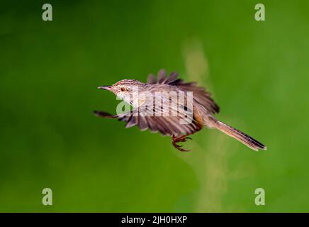 The plain prinia, also known as the plain wren-warbler or white-browed wren-warbler, is a small cisticolid warbler found in southeast Asia Stock Photo