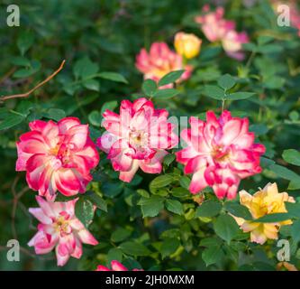 Variegated multi-colored rose flowers on a bush. Selective focus. Stock Photo