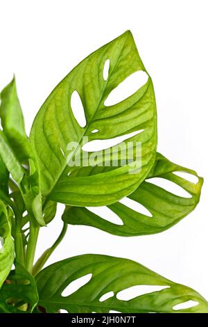 Leaf with holes of tropical 'Monstera Adansonii' houseplant on white background Stock Photo