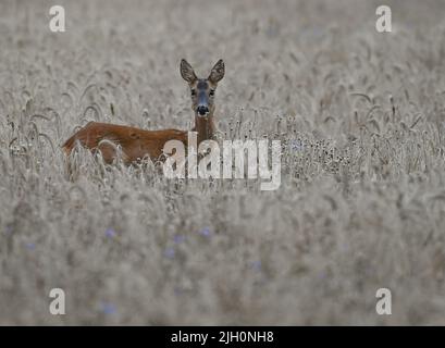 Mallnow, Germany. 13th July, 2022. In the late evening, a deer stands in the cornfield and looks curiously into the camera. It is not until dusk that many wild animals are out and about in the fields and meadows, looking for food undisturbed. Credit: Patrick Pleul/dpa/Alamy Live News Stock Photo