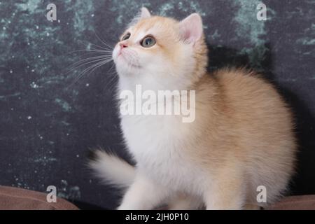 British shorthair kitten of golden color on white background and green leaves. Cute red chinchilla kitten. Pets at cozy home. Top down view web banner Stock Photo