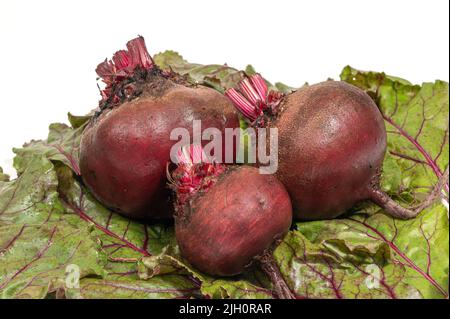 Fresh beets. Beets leaves and fresh beetroot. Stock Photo