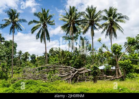 Large trees uprooted by the typhoon are seen along the main road leading into the city. Moalboal, a district in Cebu Province, Philippines, has struggled to revive since by Typhoon Rai, also known as Super Typhoon Odette, destroyed the seaside town in December 2021. Stock Photo