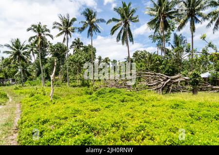 Large trees uprooted by the typhoon are seen along the main road leading into the city. Moalboal, a district in Cebu Province, Philippines, has struggled to revive since by Typhoon Rai, also known as Super Typhoon Odette, destroyed the seaside town in December 2021. Stock Photo