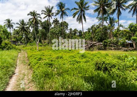 Large trees uprooted by the typhoon are seen along the main road leading into the city. Moalboal, a district in Cebu Province, Philippines, has struggled to revive since by Typhoon Rai, also known as Super Typhoon Odette, destroyed the seaside town in December 2021. Stock Photo