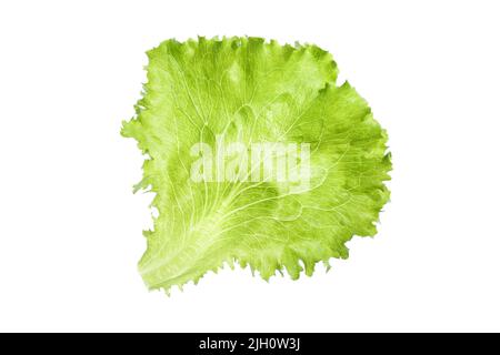 Close up of a leaf of fresh, green, organic curly lettuce (Lactuca Sativa), isolated on white background. Stock Photo