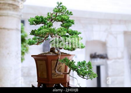 Bonsai tree in back yard Stock Photo