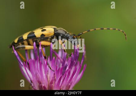 Closeup on a spotted longhorn beetke, Rutpela maculata sitting on a purple thistle flower in the field Stock Photo