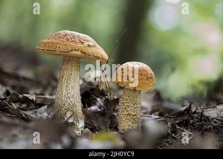 Two young Leccinellum pseudoscabrum mushrooms in the summer Stock Photo